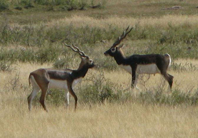 Black buck area in baran,black buck area in rajasthan,black buck forest,sorsns deer, deer in sorsan forest,forest department in baran,black buck shoot by salman khan,black buck shoot cases in rajasthan,crops killer deer in baran,rajasthan patrika,baran patrika, latest news in baran,