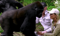 forest,Love,friendship,lady,pure,gorilla,hat,