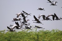 demoiselle cranes in rajasthan