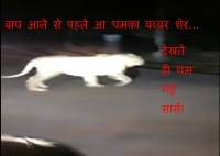 Lion on Road