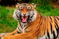 Tiger Movement found footprint in Kudri adjacent to the city