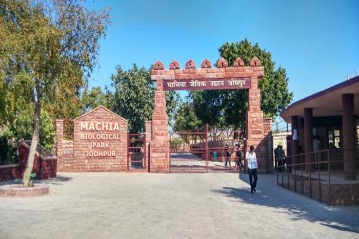 wild animals at machia biological park jodhpur