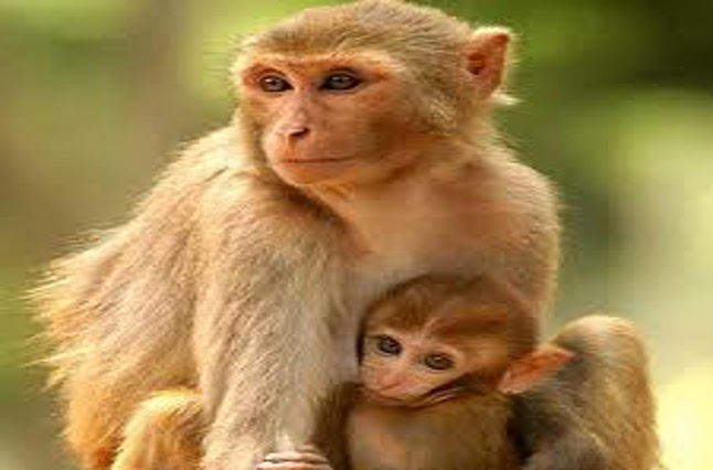 jabalpur latest news: Residents troubled by monkeys