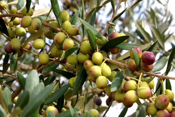 cultivation of Olive in rajasthan