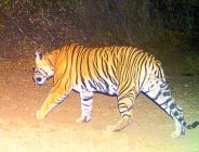 sawaimadhopur 