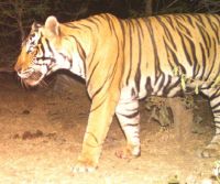 vanraj-on-the-way-to-mukundra