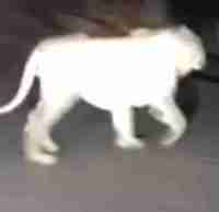 tiger, lion, new agra, agra police, van vibhag, viral video of tiger in agra, sikandra police station, agra police, kk nagar, cheeta