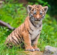 Threat to a growing cub after the death of tigress