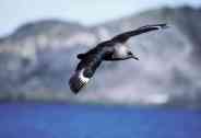 miratory birds