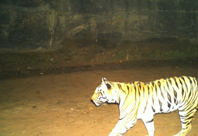 Tiger did the hunt in the first interval of death forester suspend