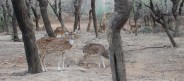 churu,sikar