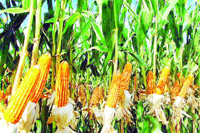 किसानों के चेहरे खिले, पांच साल बाद किसानों ने समर्थन मूल्य पर बेचा ये फसल, पढि़ए खबर...