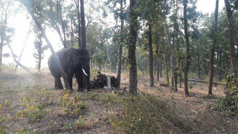 Trouble on the lives of tigers in the area