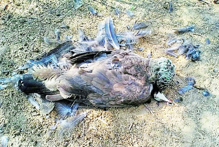 Peacocks, National Bird Peacock, Forest Department, Investigation, Post Mortem, Information, Khedali Gate Area, Chandamari Balaji Temple, Winter, Eagle, Injured, Zoo, Kota, Kota Patrika, Kota Patrika News, Rajasthan Patrika