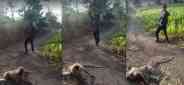 Monkey langur