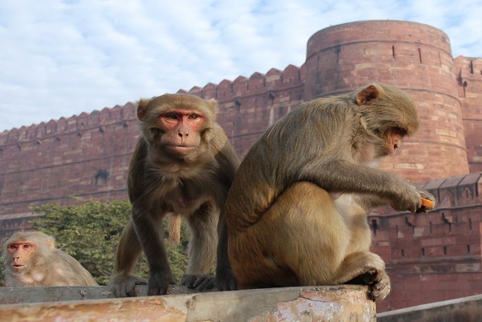 Monky in baran city,monky in rajasthan, monkeys area in baran,monkey dead, langur attack on human in baran, monkyes attack on men in baran,monkey dead by electricity, forest department in baran,monkeys protection unit in rajasthan, rajasthan patrika, baran patrika, latest news in baran, monkey thieves in baran,