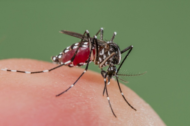 Officers engaged in the election, mosquitoes got the exemption