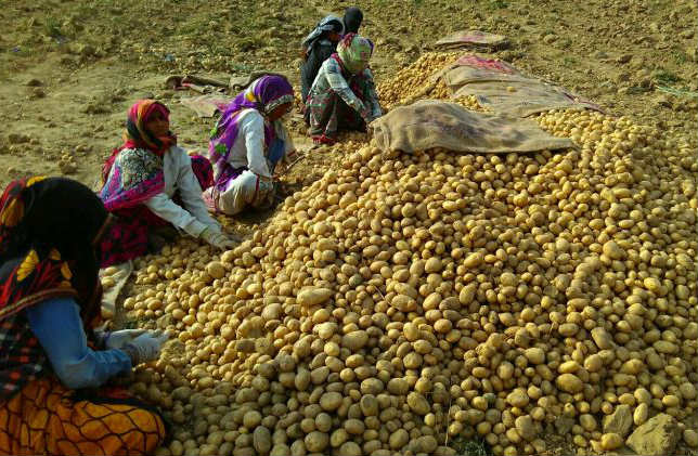 Potato farmers