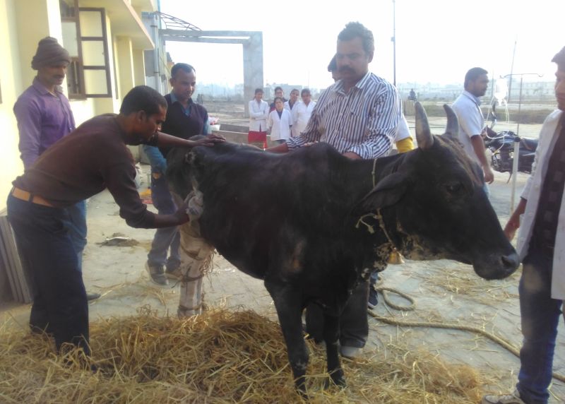 cow opration rewa