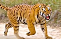 young tigers dead in panna tiger reserve
