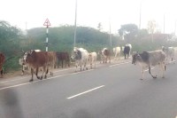  विचरण करती गायें