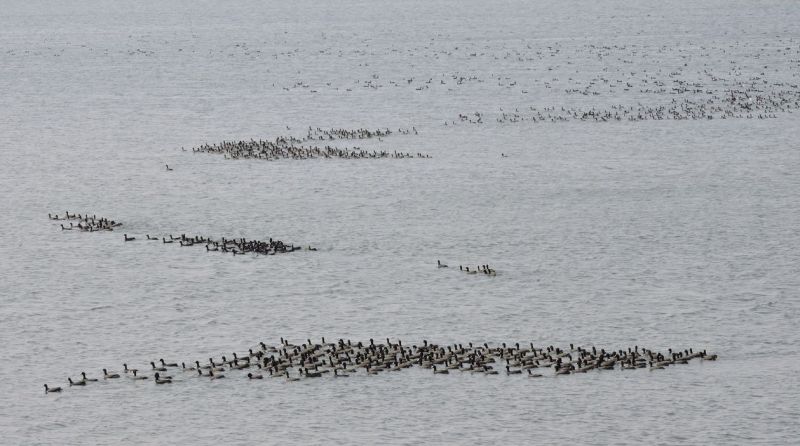 Bird fair: dungala talab talau bandh udaipur