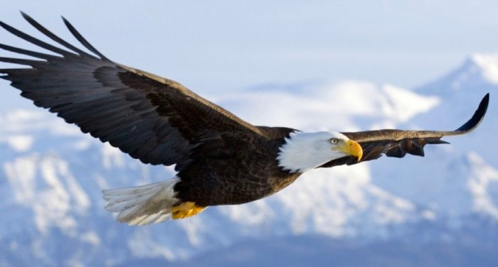 BIRD FAIR FESTIVAL 2017 menar udaipur