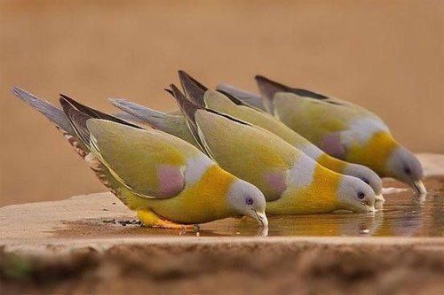 BIRD FAIR 2017 IN UDAIPUR
