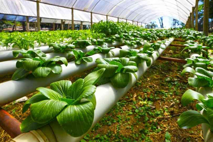innovation in agriculture