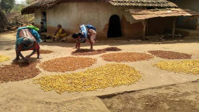 Millions of scams in the purchase of Mahua