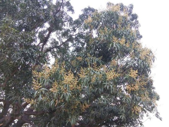 6 thousand metric tonnes of mangoes increased