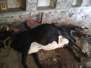 animal died, menar