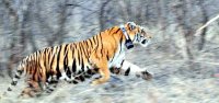 Death of Tigers in Panna Tiger Reserve Madhya Pradesh