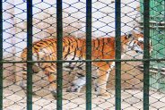 Mukunda Hills Tiger Reserve, Tiger Mahak, Kota Zoo, Wildlife Department, Biological Park, Plantation, Green Wall, Wildlife Lovers, Pagkamark, Tiger T-91, Ramgarh forest, Kota, Kota Patrika, Kota Patrika News, Rajasthan Patrika 