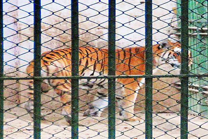 Mukunda Hills Tiger Reserve, Tiger Mahak, Kota Zoo, Wildlife Department, Biological Park, Plantation, Green Wall, Wildlife Lovers, Pagkamark, Tiger T-91, Ramgarh forest, Kota, Kota Patrika, Kota Patrika News, Rajasthan Patrika 