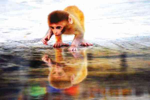 Photographers Club, Art Gallery Quota, Photo Exhibition, Photographers, Foreign Photographers, Art, Culture, Rural Environment, Animal-Bird, Natural Beauty, Collector Dr. Jitendra Kumar Soni, Kota, Kota Patrika, Kota Patrika News, Rajasthan Patrika