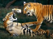 Panna TIger reserve 