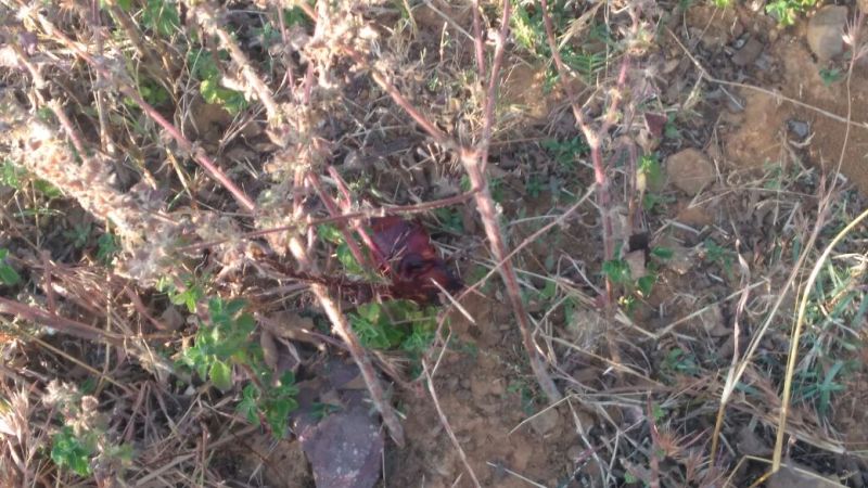 The party was celebrating Nilgais hunting and then suddenly this happ