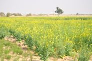 Jaisalmer patrika