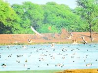 bird festival 2nd day menar udaipur