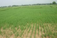 Rabi season