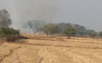 खेत में पड़े पैरा को हुड़दंगी कर रहे आग के हवाले