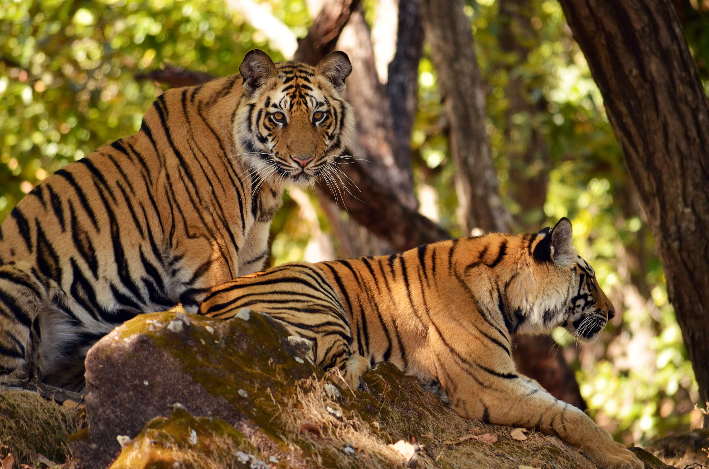 Mukundara Hills Tiger Reserve