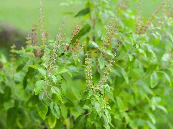 tulsi poojan diwas