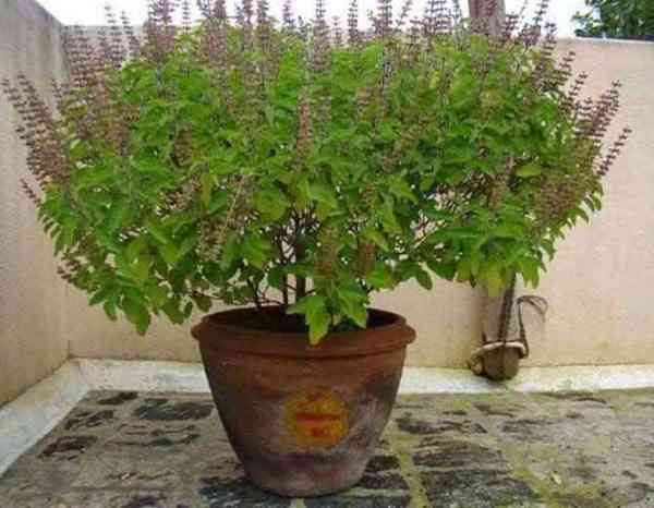 tulsi poojan diwas