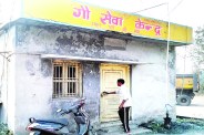दुधारू गाय आई तो लेने मालिक जरूर आ जाते हैं, लेकिन बूढ़ी और बीमार गाय आई तो मालिक कभी नहीं पहुंचते, पढि़ए क्या है मामला...