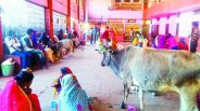 Story of Cattle in panna madhya pradesh