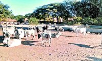  chauhtan Assembly Area,water problem,patrika report