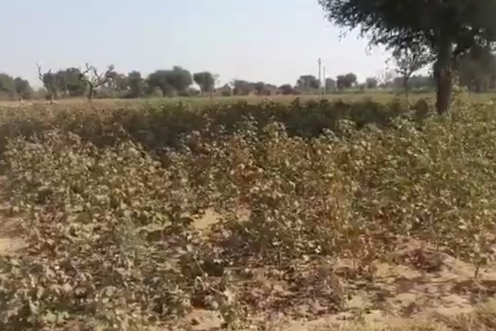 jodhpur farmers stuck in land conversion