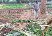 Elephants crushed crops